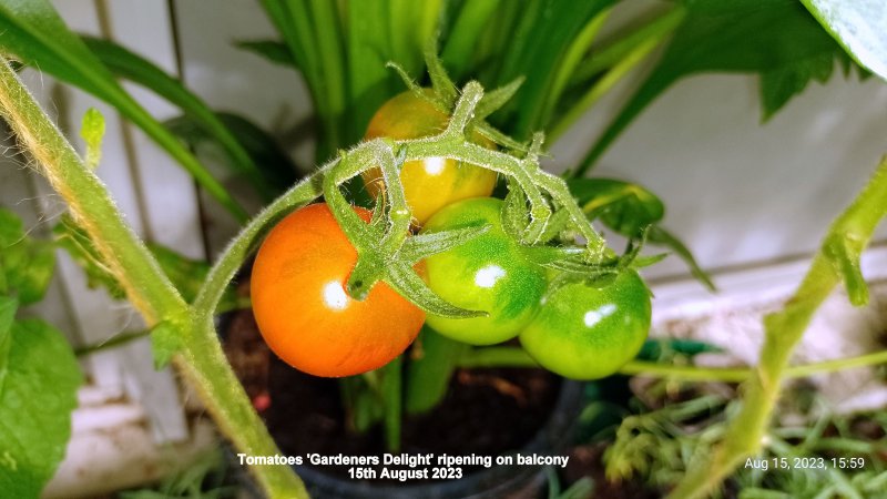 Tomatoes 'Gardeners Delight' ripening on balcony 15th August 2023 00.jpg