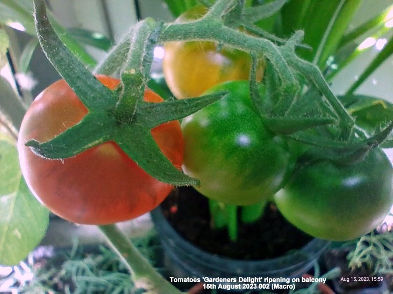 Tomatoes 'Gardeners Delight' ripening on balcony 15th August 2023 002.jpg