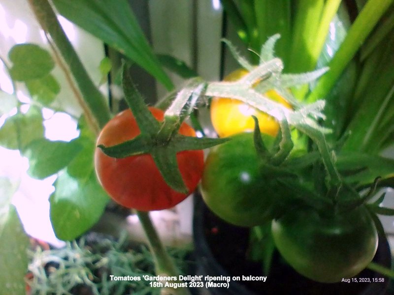 Tomatoes 'Gardeners Delight' ripening on balcony 15th August 2023.jpg