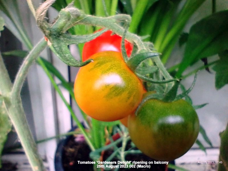 Tomatoes 'Gardeners Delight' ripening on balcony 25th August 2023 002 (Macro).jpg