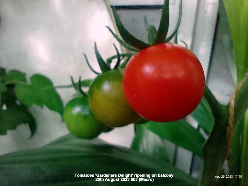 Tomatoes 'Gardeners Delight' ripening on balcony 25th August 2023 003 (Macro).jpg