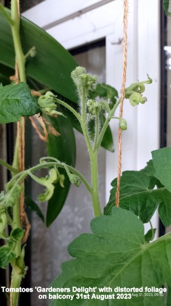 Tomatoes 'Gardeners Delight' with distorted foliage on balcony 31st August 2023.jpg