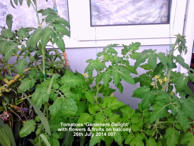 Tomatoes 'Gardener's Delight' with flowers & fruits on balcony 26th July 2014 007.JPG