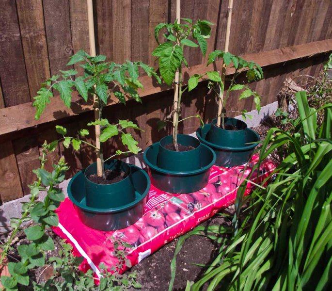 tomatoes-in-growbag-just-planted-16th-may.jpg