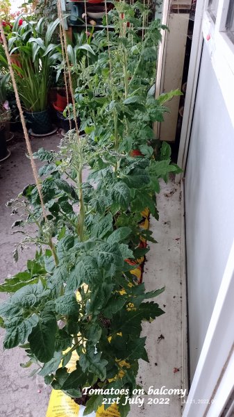 Tomatoes on balcony 21st July 2022.jpg