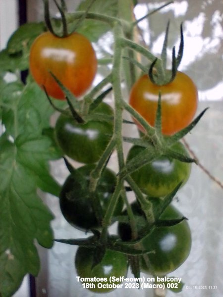 Tomatoes (Self-sown) on balcony 18th October 2023 (Macro) 002.jpg