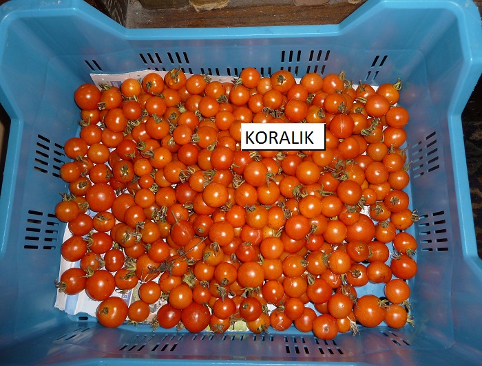 toms koralik.jpg