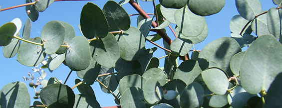 top-Eucalyptus_gunnii.jpg