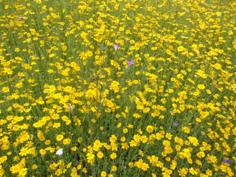 Top Meadow._0001.JPG