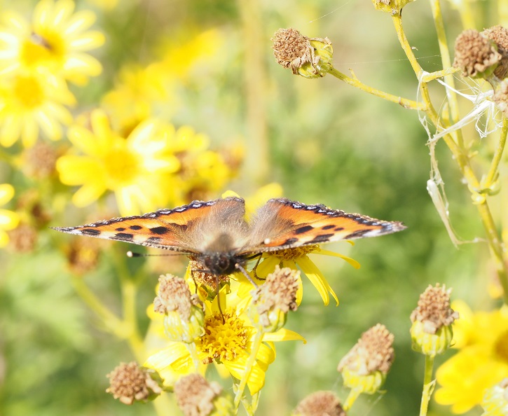 tortoiseshell.jpg