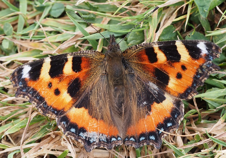 tortoiseshell2.jpg