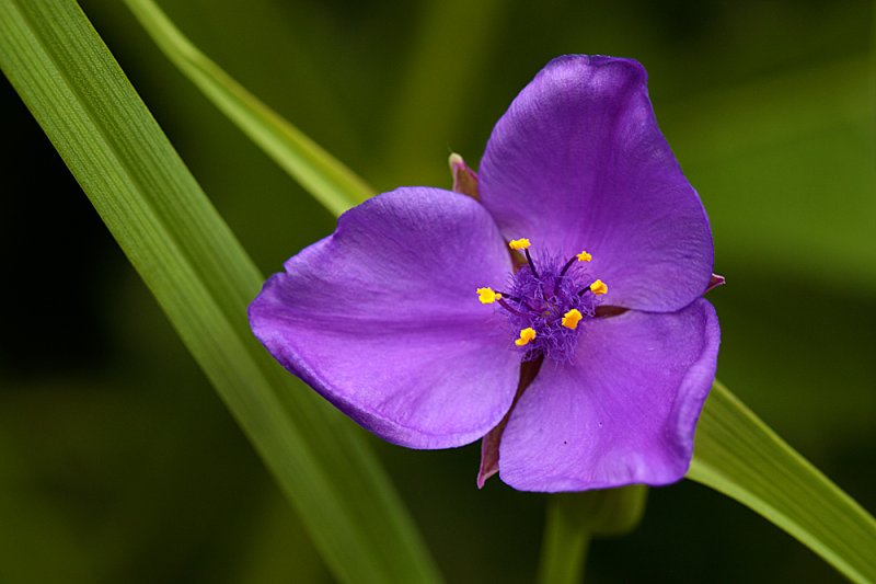 Tradescantia-virginiana.jpg