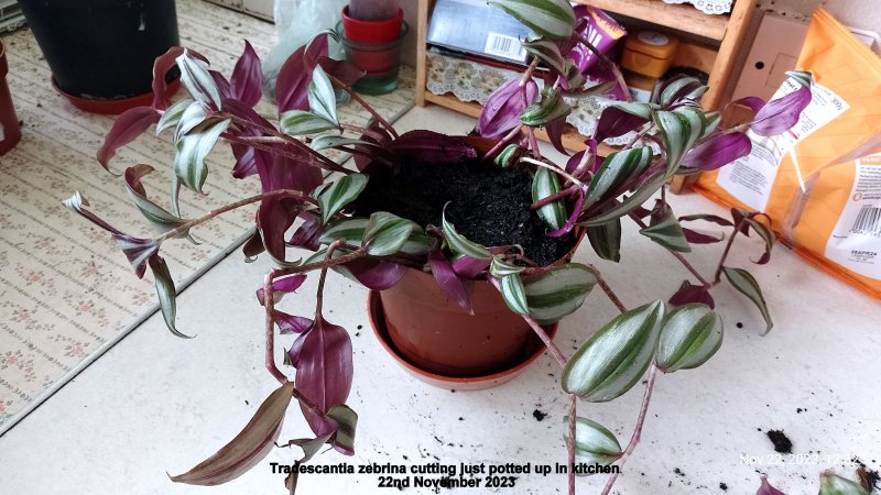 Tradescantia zebrina cutting just potted up in kitchen 22nd November 2023.jpg