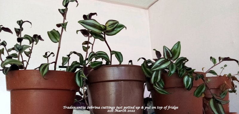 Tradescantia zebrina cuttings just potted up & put on top of fridge 21st March 2022.jpg