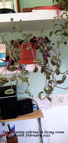 Tradescantia zebrina in living room 26th February 2022.jpg