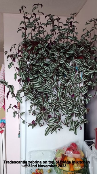 Tradescantia zebrina on top of fridge in kitchen 22nd November 2023.jpg