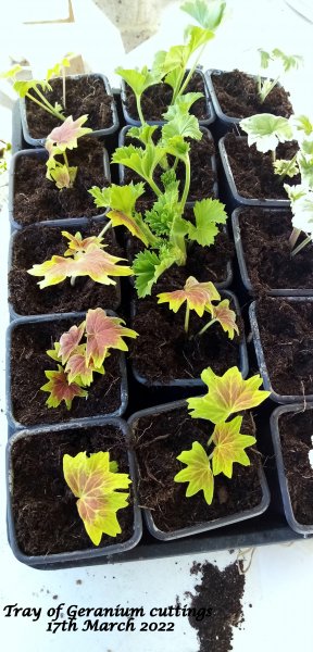 Tray of Geranium cuttings 17th March 2022.jpg