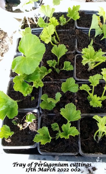 Tray of Pelargonium cuttings just taken 17th March 2022 00.jpg