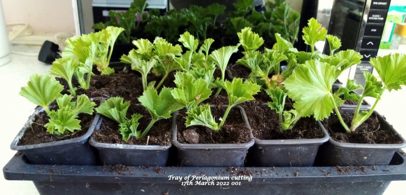 Tray of Perlargonium cutting 17th March 2022 001.jpg