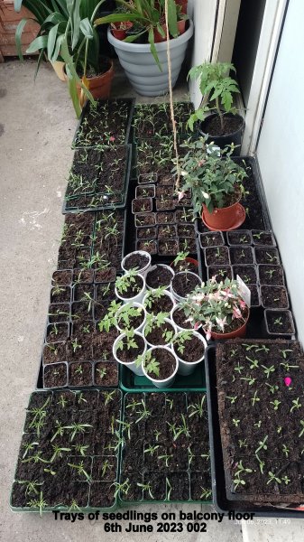 Trays of seedlings on balcony floor 6th June 2023.jpg