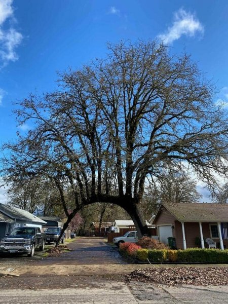 Tree Arch.jpg