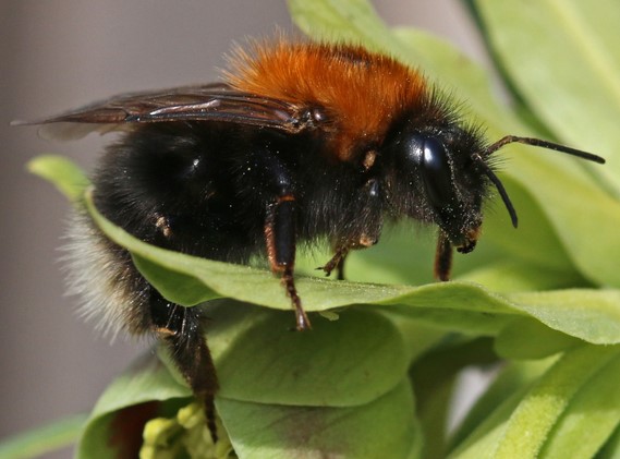 Tree bumblebee queen CREDIT Wendy Carter (1).jpg