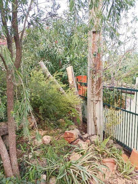 Tree Cutting1 Oct 22.jpg