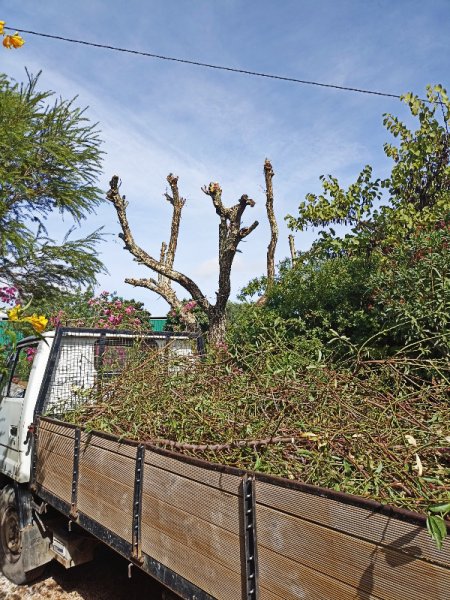 Tree Cutting4 Oct 22.jpg