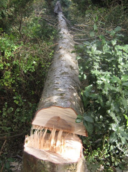 Tree felling Oct 2012. (10).jpg