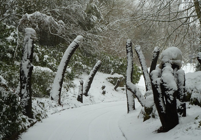 tree fern2.jpg