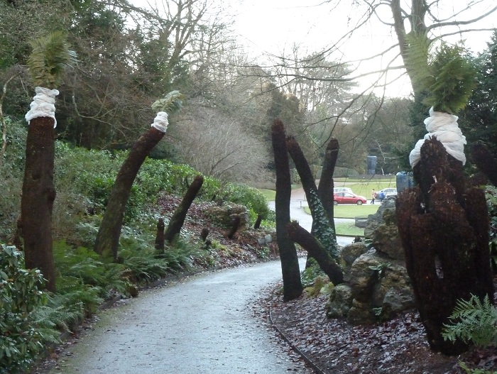 tree ferns.jpg