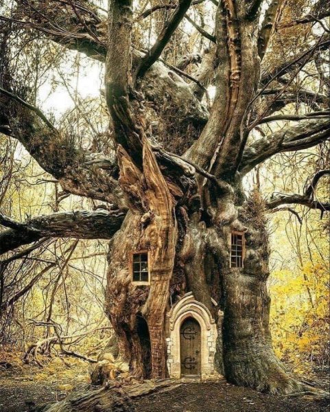 Tree House.jpg