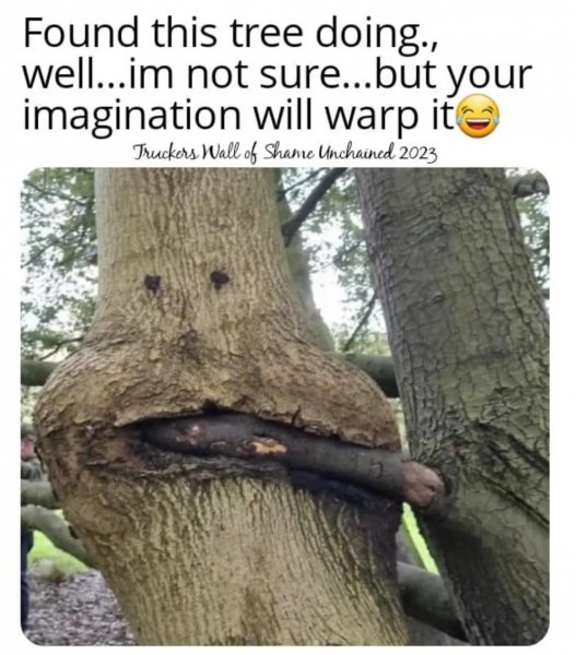 tree.jpg