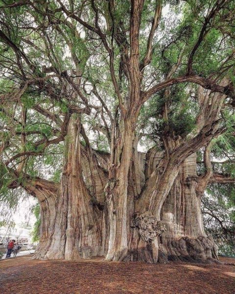 Tree Mexico.jpg