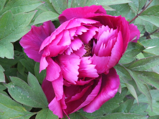 tree peony.jpg