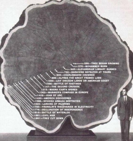 Tree rings.jpg