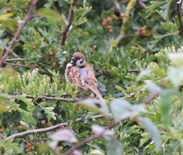 Tree Sparrow 2.jpg