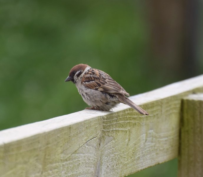 Tree Sparrow 4.jpg