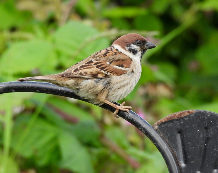 Tree Sparrow (6).JPG