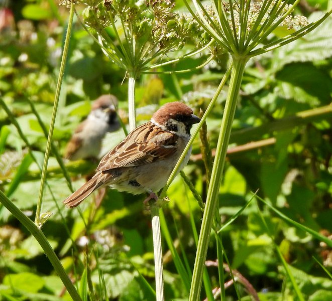 Tree Sparrow (7).JPG