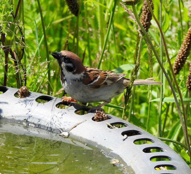 Tree Sparrow (8).JPG