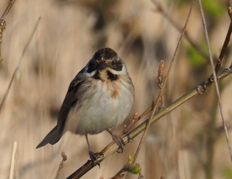 tree sparrow reed bunting JW 2020.jpg