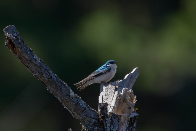 Tree Swallow.JPG