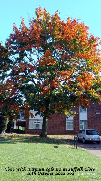 Tree with autumn colours in Suffolk Close 10th October 2022 002.jpg