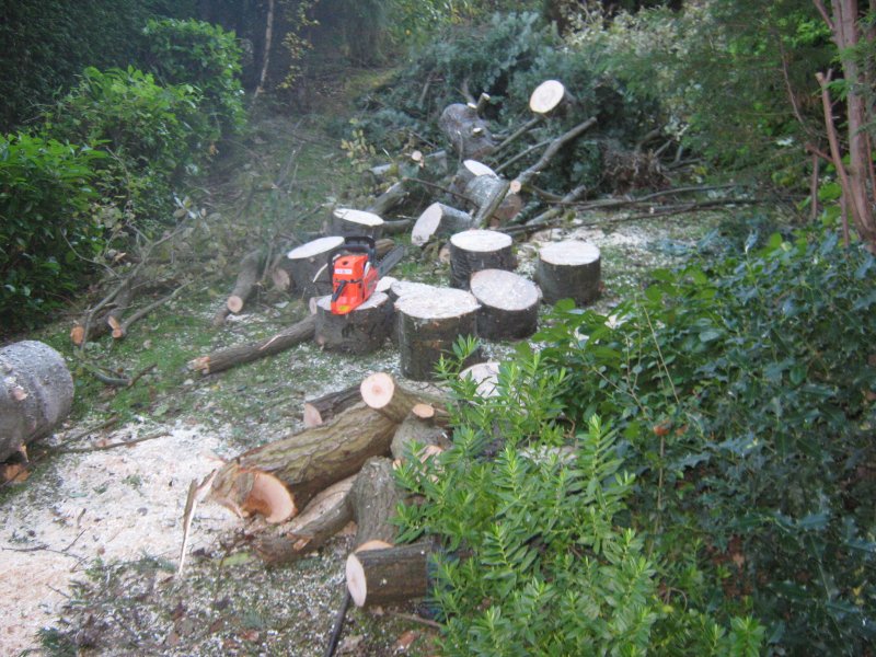 Tree work underway Oct 2012 (3).jpg