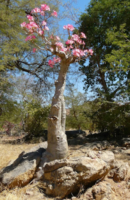 Trees Adenium.jpg