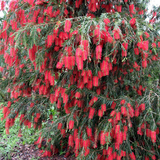 Trees Callistemon.jpg