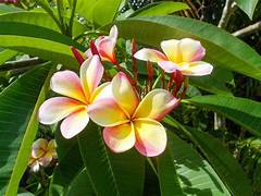 Trees  Plumeria.jpeg