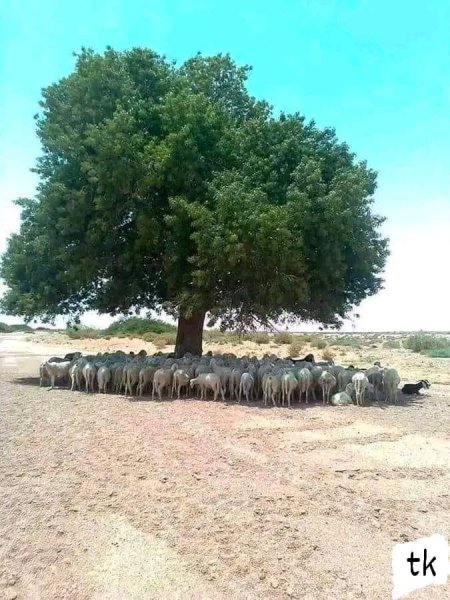 Trees Sheep.jpg