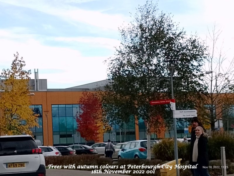 Trees with autumn colours at Peterbourgh City Hospital 18th November 2022 001.jpg